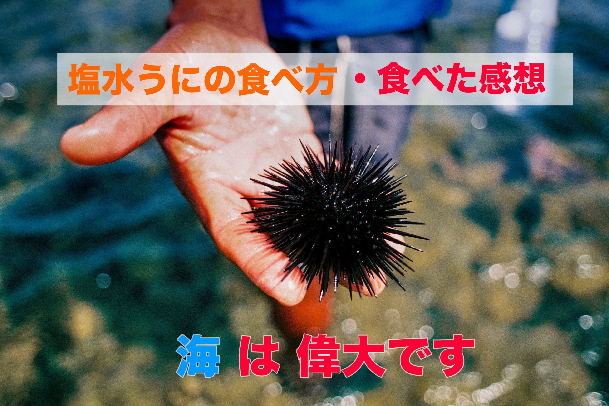 塩水うにの食べ方とは 新鮮 な海の幸届く オレンジコカムの日々